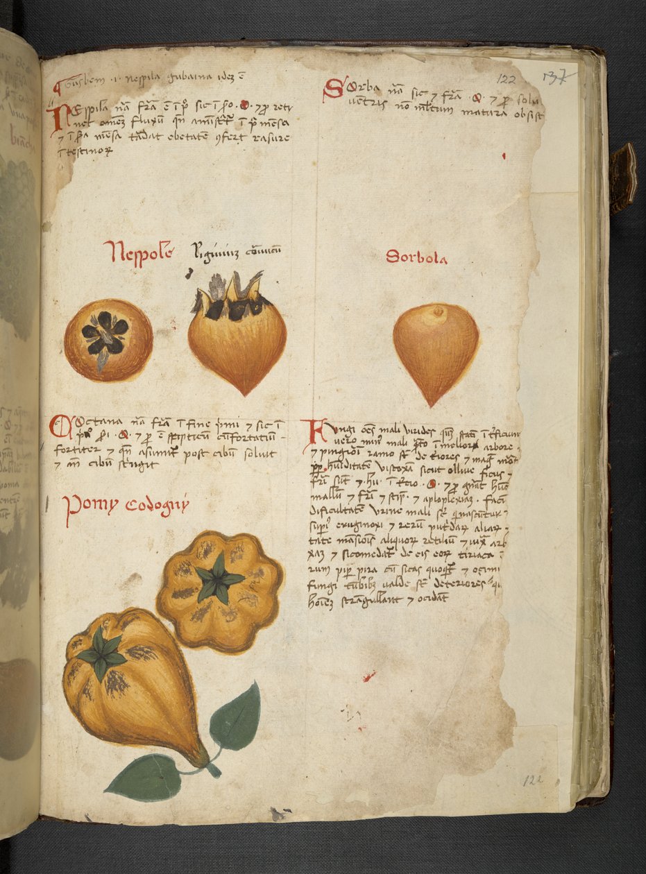 添加 MS 41623 f.122r Pere Cotogne 和 Sorbo，来自贝卢诺的“草药”（牛皮纸上的墨水和颜色） 作者 意大利学校