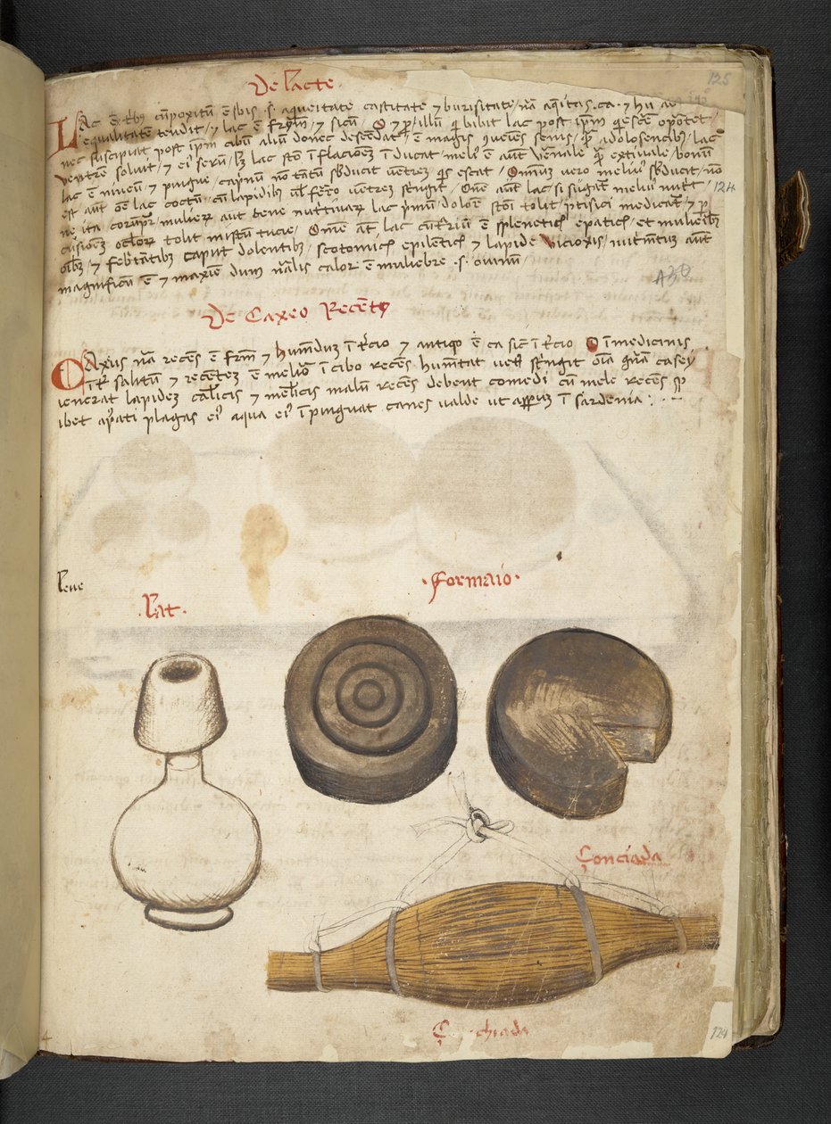 添加 MS 41623 f.124r "一味草药"，贝鲁诺（牛皮纸上的墨水和色彩） 作者 意大利学校