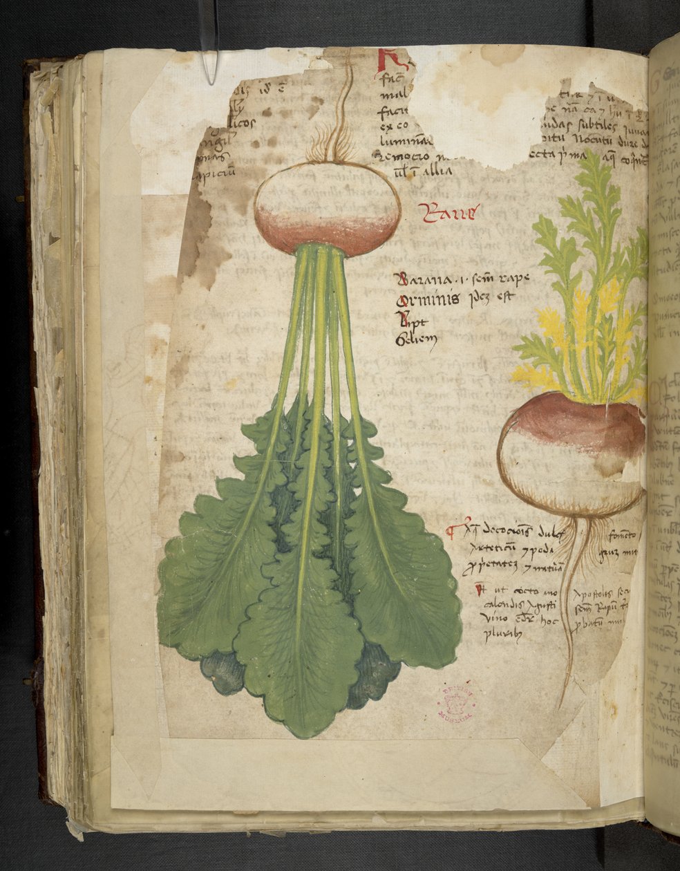 添加 MS 41623 f.126v "一味草药"，贝鲁诺（牛皮纸上的墨水和色彩） 作者 意大利学校