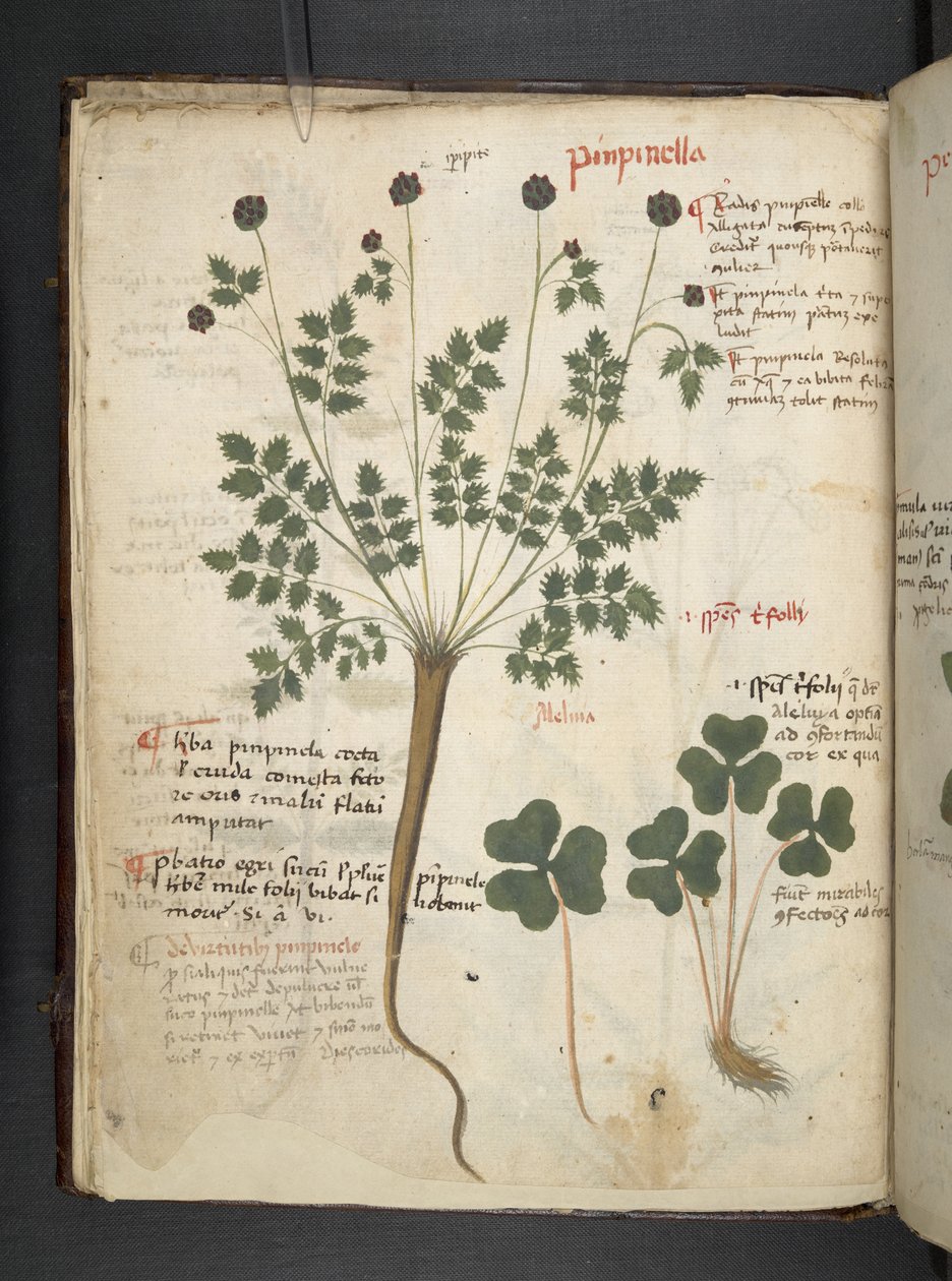 添加 MS 41623 f.14v A 草药，贝卢诺（牛皮纸上的墨水和颜色） 作者 意大利学校