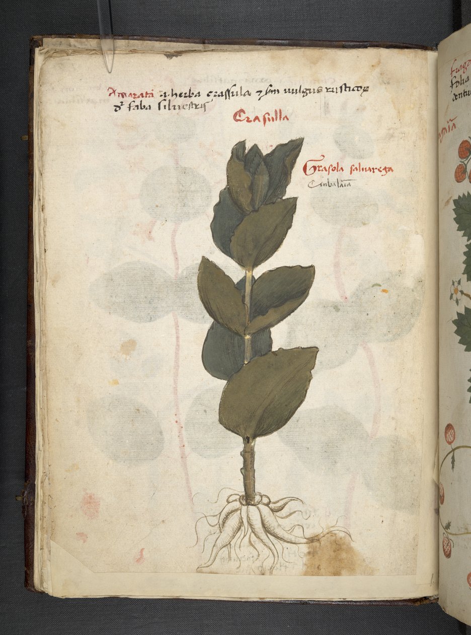 添加 MS 41623 f.16v A 草药，贝卢诺（牛皮纸上的墨水和颜色） 作者 意大利学校