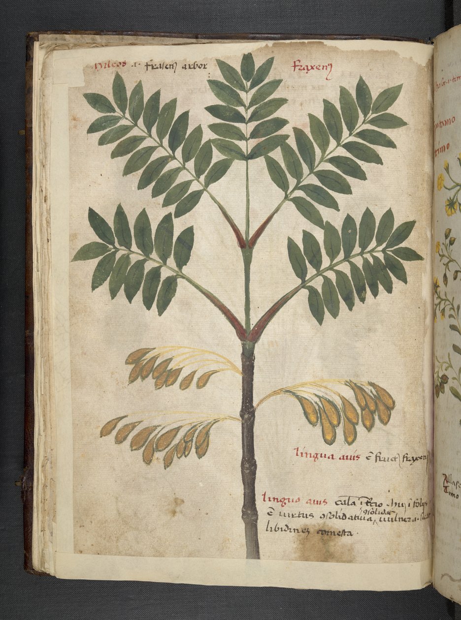 添加 MS 41623 f.17v A 草本，贝鲁诺（牛皮纸上的墨水和色彩） 作者 意大利学校