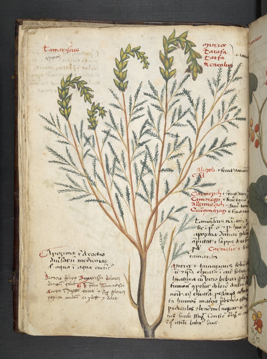 添加 MS 41623 f.18v A 草本，贝鲁诺（牛皮纸上的墨水和色彩） 作者 意大利学校