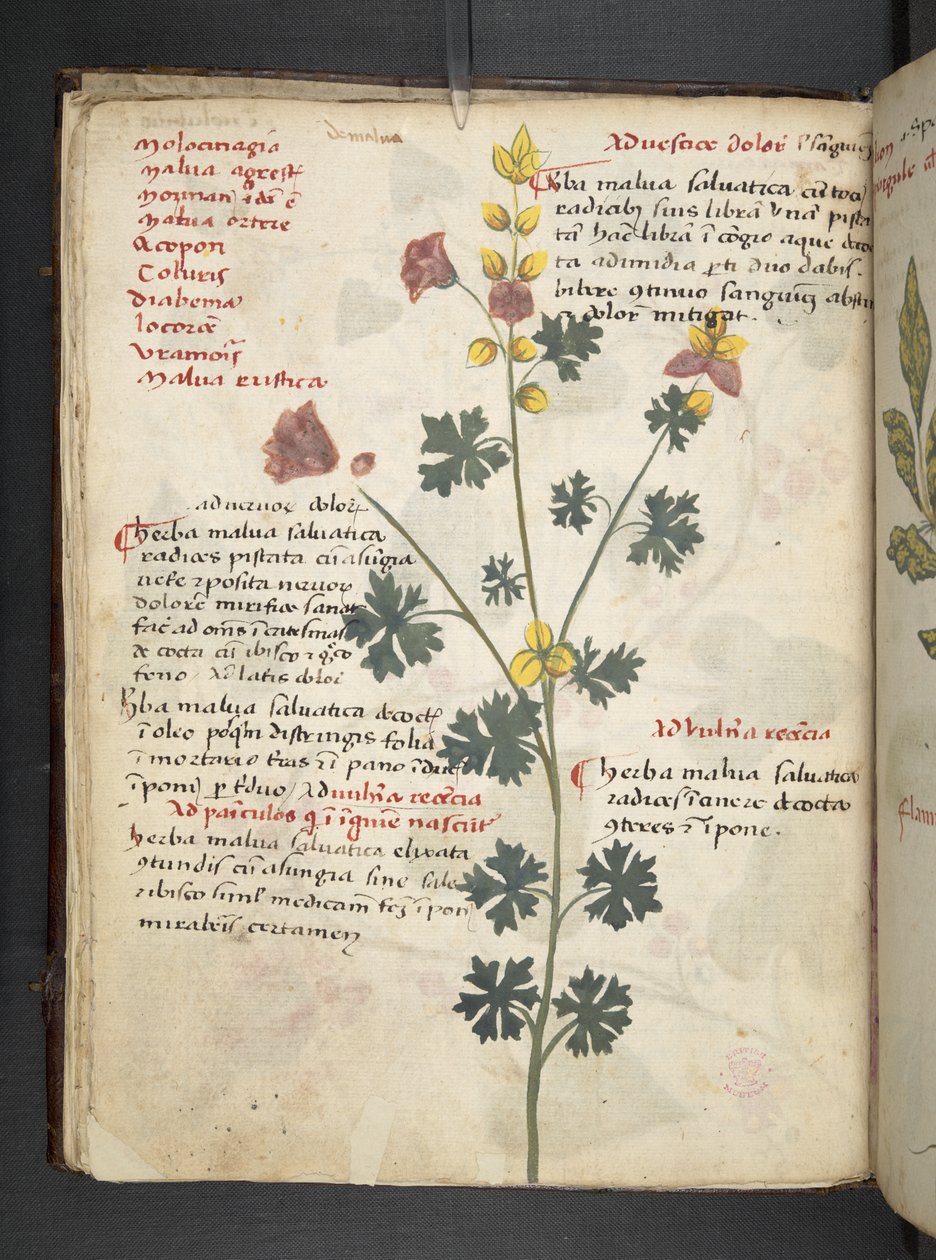 添加 MS 41623 f.19v A 草药，贝卢诺（牛皮纸上的墨水和颜色） 作者 意大利学校