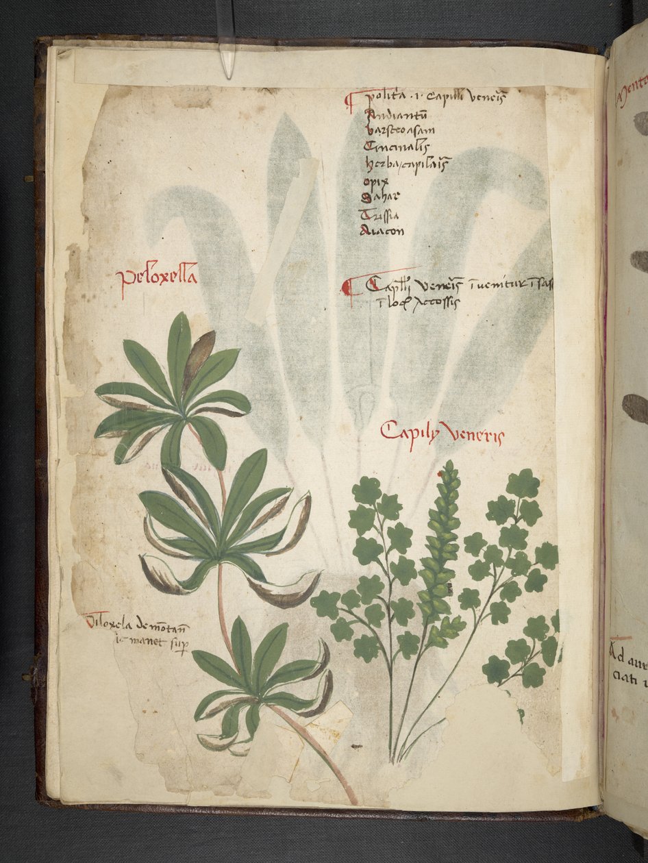 添加 MS 41623 f.1v A 草药，贝卢诺（牛皮纸上的墨水和颜色） 作者 意大利学校