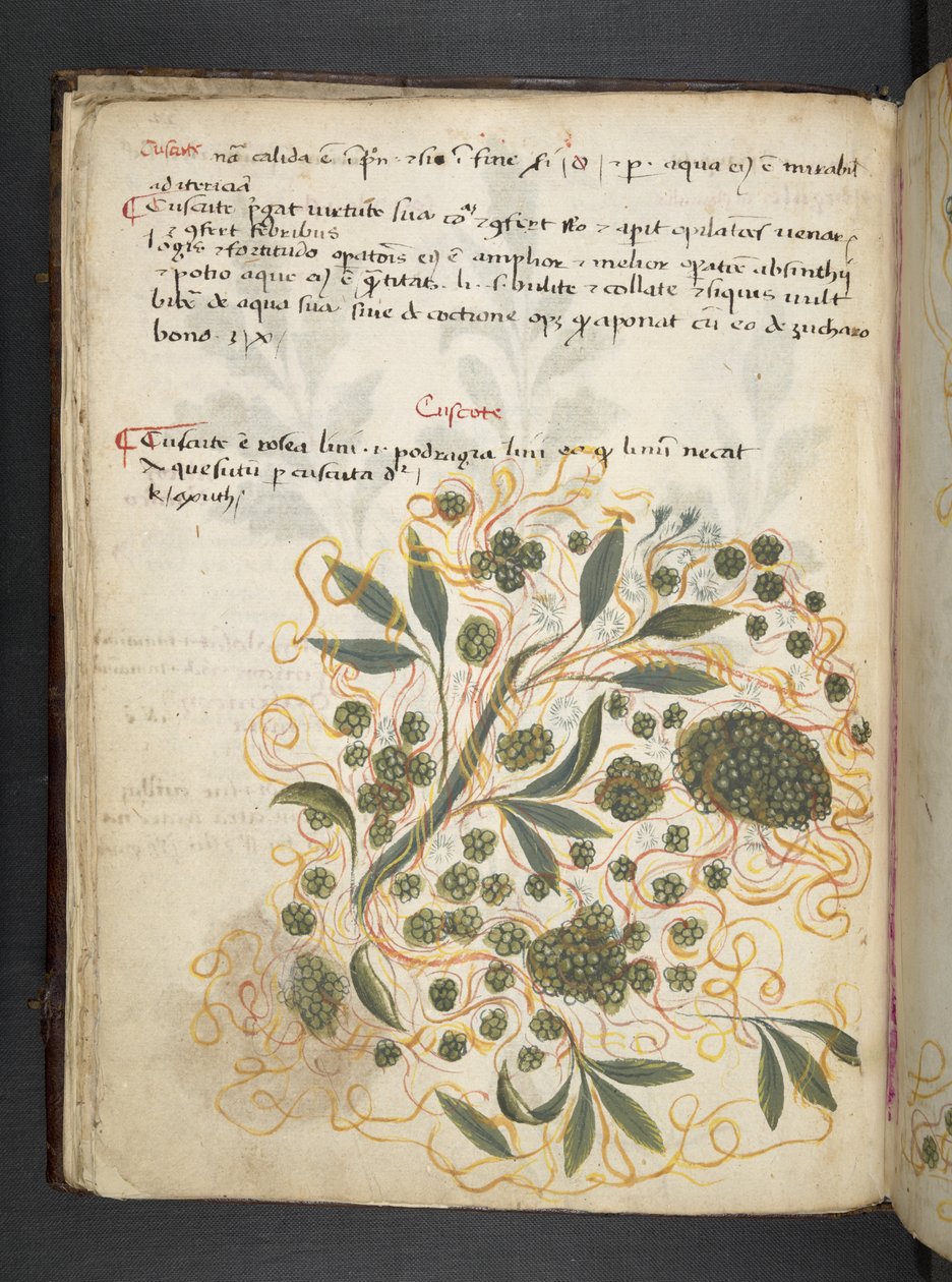 添加 MS 41623 f.20v A 草本，贝鲁诺（牛皮纸上的墨水和色彩） 作者 意大利学校