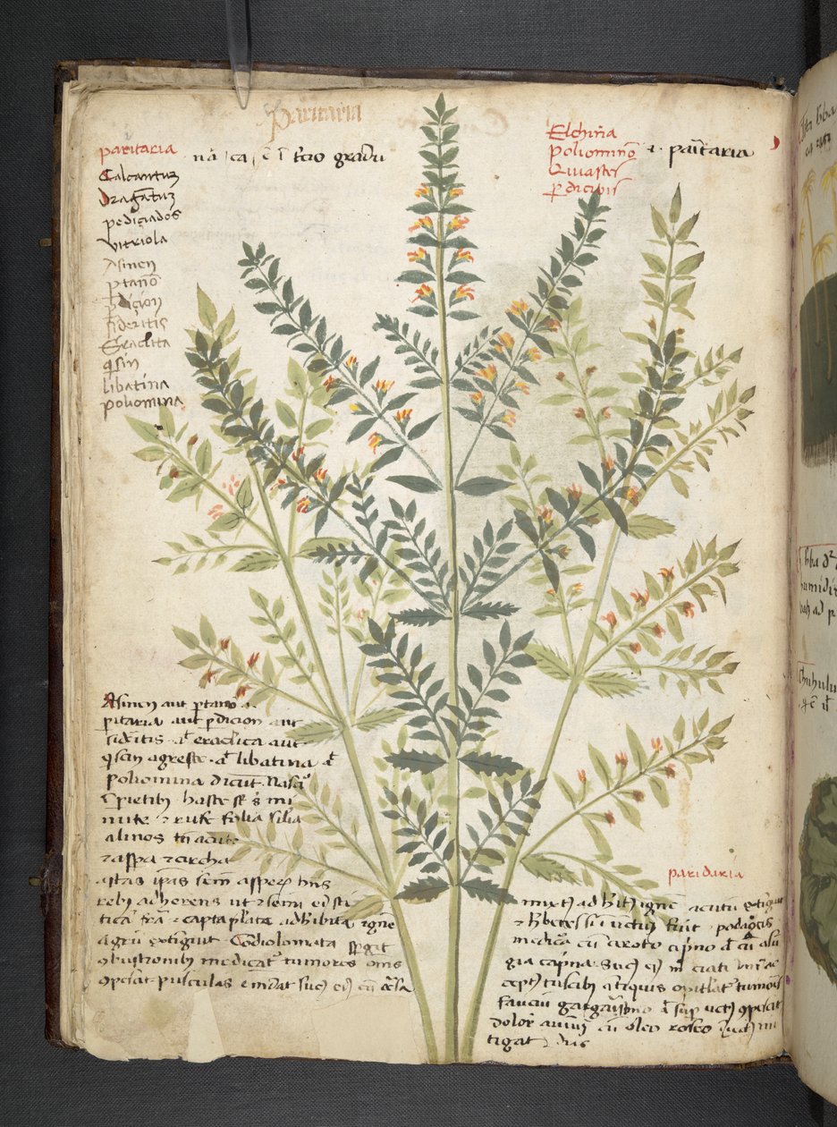 添加 MS 41623 f.21v A 草本，贝鲁诺（牛皮纸上的墨水和色彩） 作者 意大利学校
