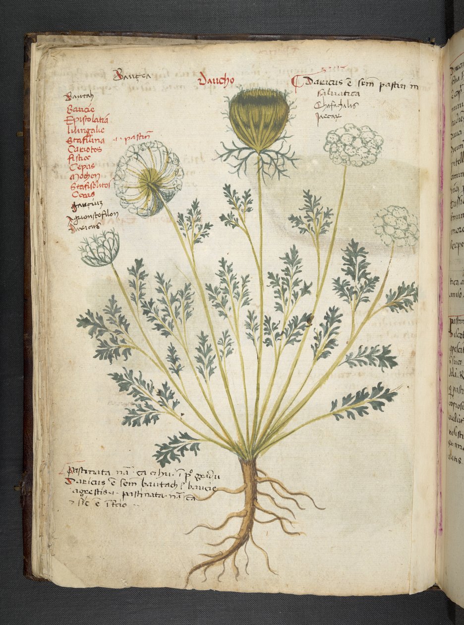 添加 MS 41623 f.22v A 草药，贝卢诺（牛皮纸上的墨水和颜色） 作者 意大利学校