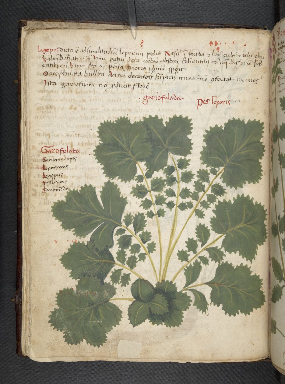 添加 MS 41623 f.24v A 草本，贝鲁诺（牛皮纸上的墨水和色彩） 作者 意大利学校