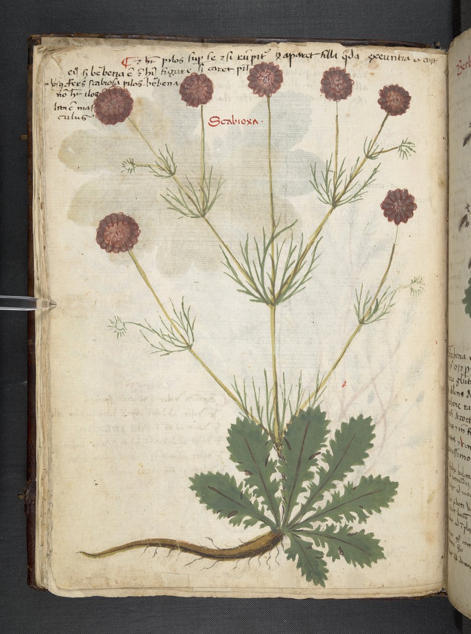 添加 MS 41623 f.26v A 草药，贝卢诺（牛皮纸上的墨水和颜色） 作者 意大利学校