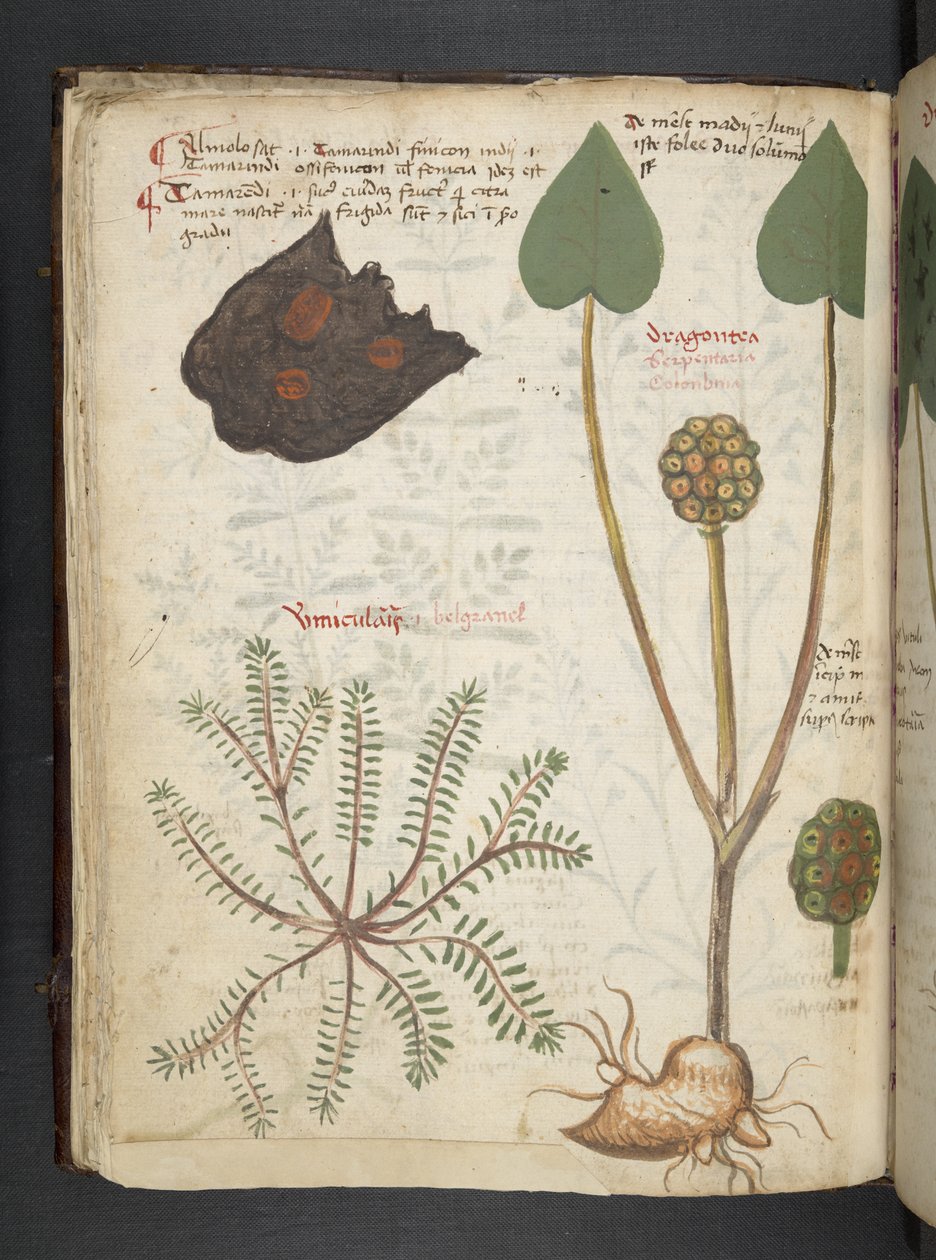 添加 MS 41623 f.28v "一味草药"，贝鲁诺（牛皮纸上的墨水和色彩） 作者 意大利学校
