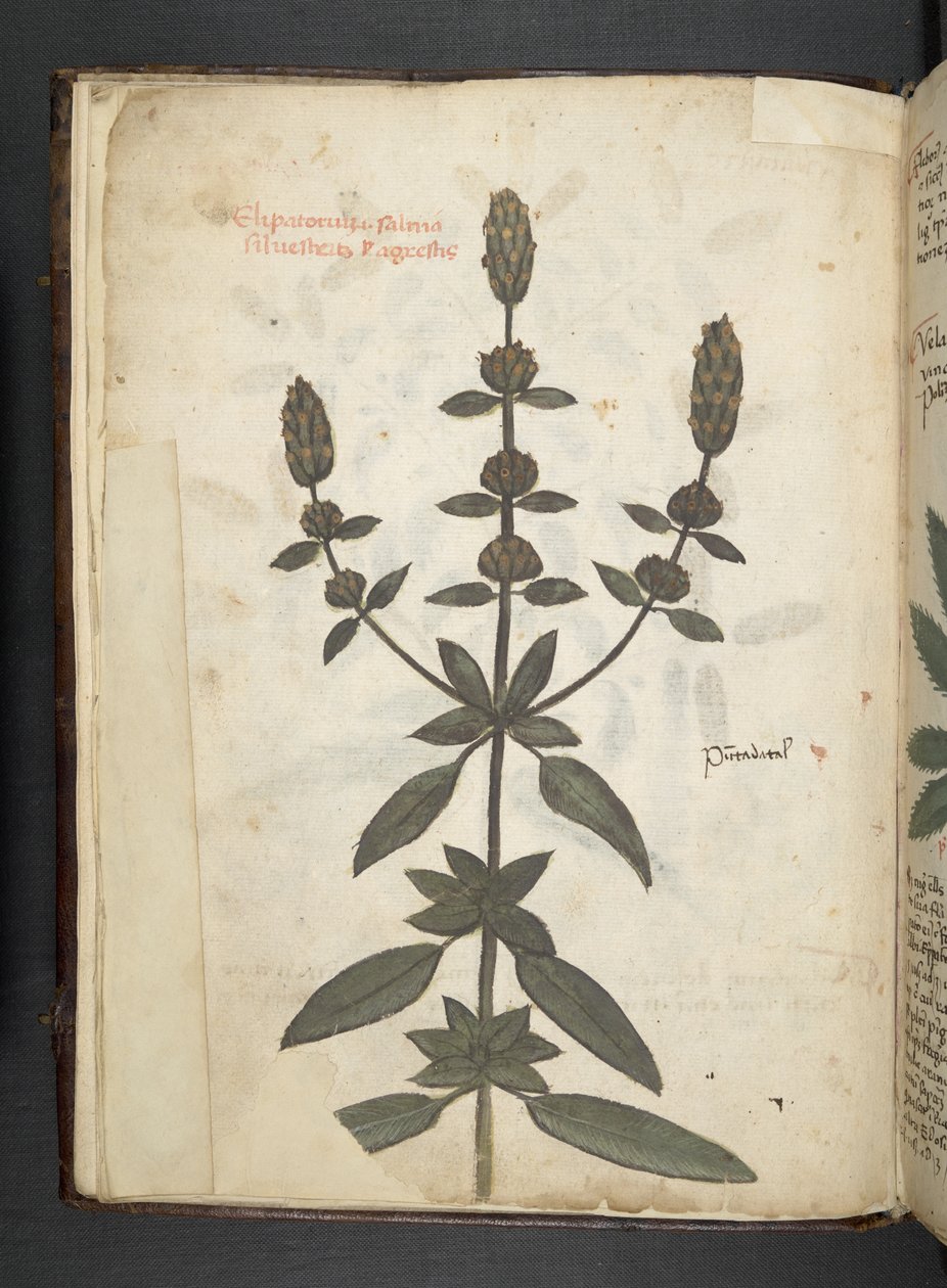 添加 MS 41623 f.2v A 草药，贝卢诺（牛皮纸上的墨水和颜色） 作者 意大利学校