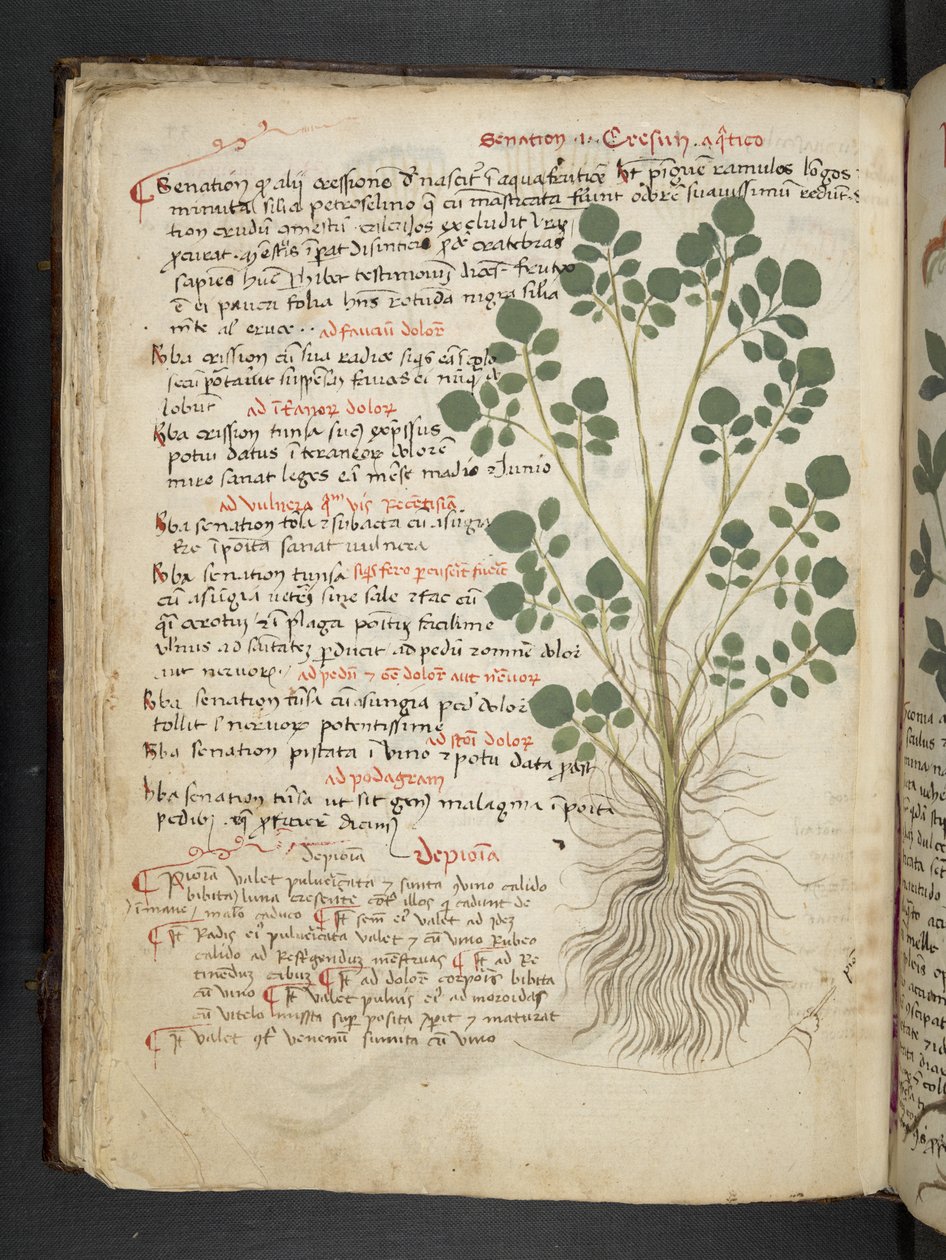 添加 MS 41623 f.32v“草药”，贝卢诺（牛皮纸上的墨水和颜色） 作者 意大利学校