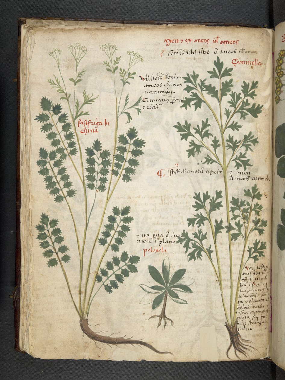 添加 MS 41623 f.33v“草药”，贝卢诺（牛皮纸上的墨水和颜色） 作者 意大利学校