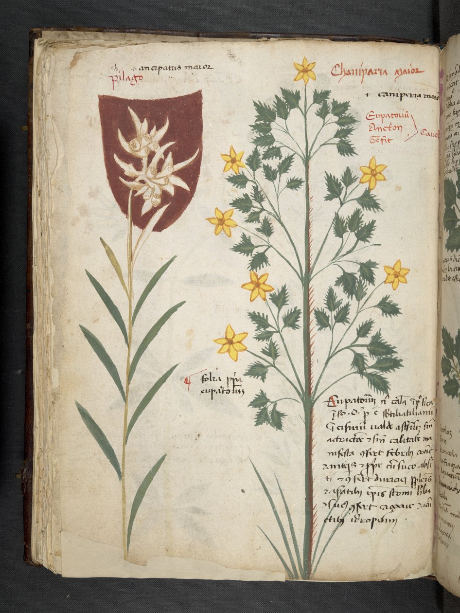 添加 MS 41623 f.35v“草药”，贝卢诺（牛皮纸上的墨水和颜色） 作者 意大利学校