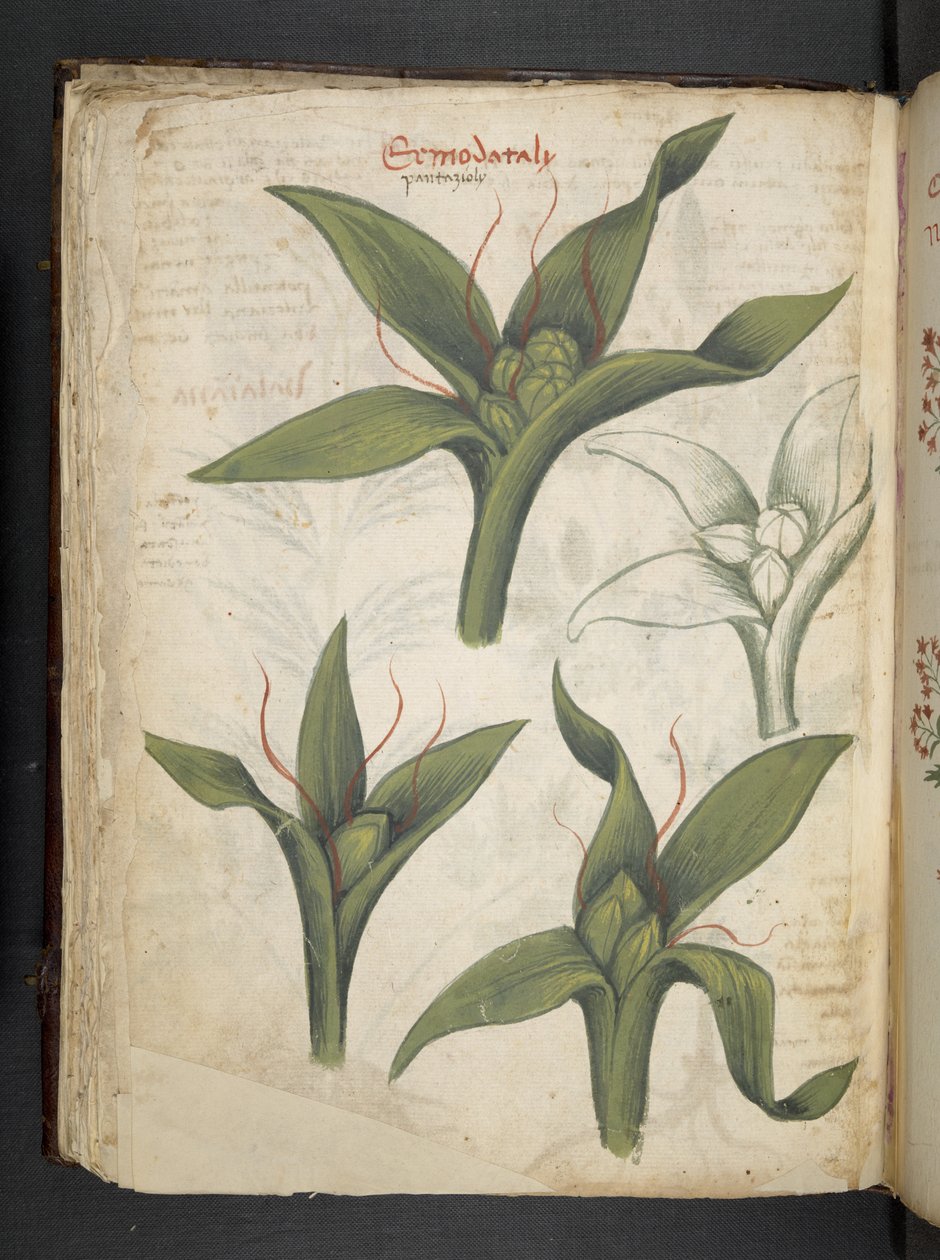 添加 MS 41623 f.36v "一味草药"，贝鲁诺（牛皮纸上的墨水和色彩） 作者 意大利学校