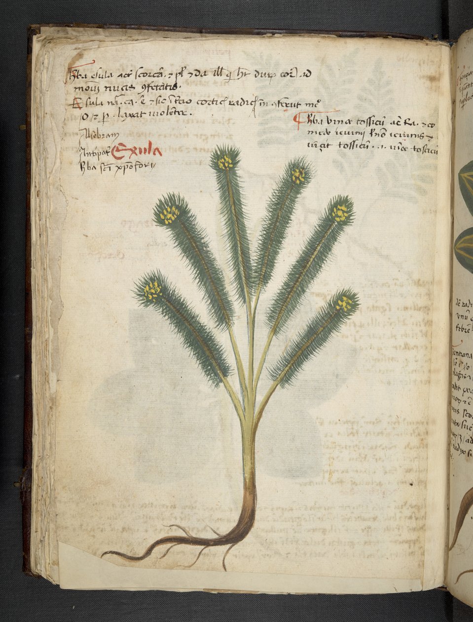 添加 MS 41623 f.39v“草药”，贝卢诺（牛皮纸上的墨水和颜色） 作者 意大利学校