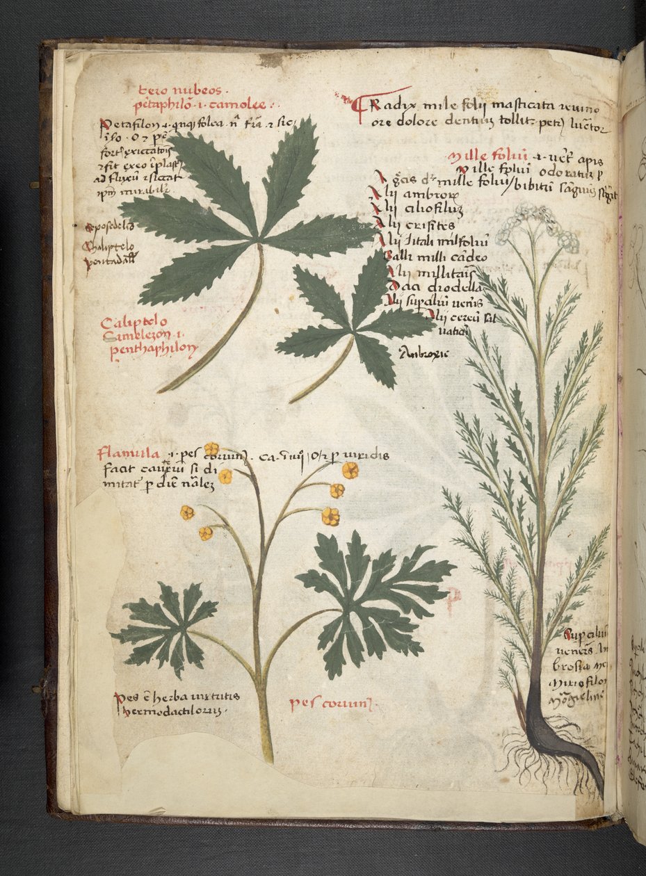 添加 MS 41623 f.3v A 草本，贝鲁诺（牛皮纸上的墨水和色彩） 作者 意大利学校