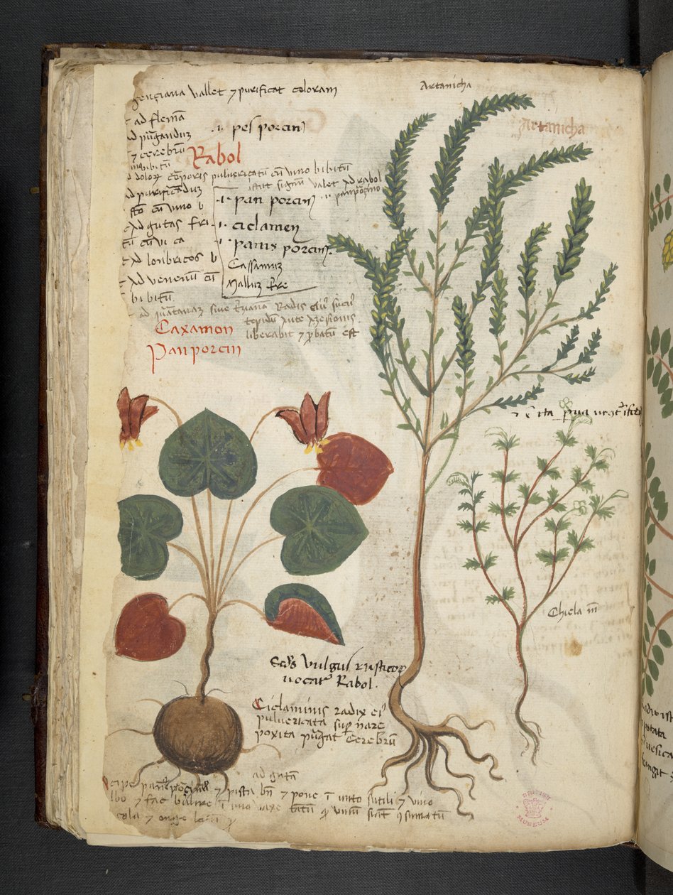 添加 MS 41623 f.40v“草药”，贝卢诺（牛皮纸上的墨水和颜色） 作者 意大利学校