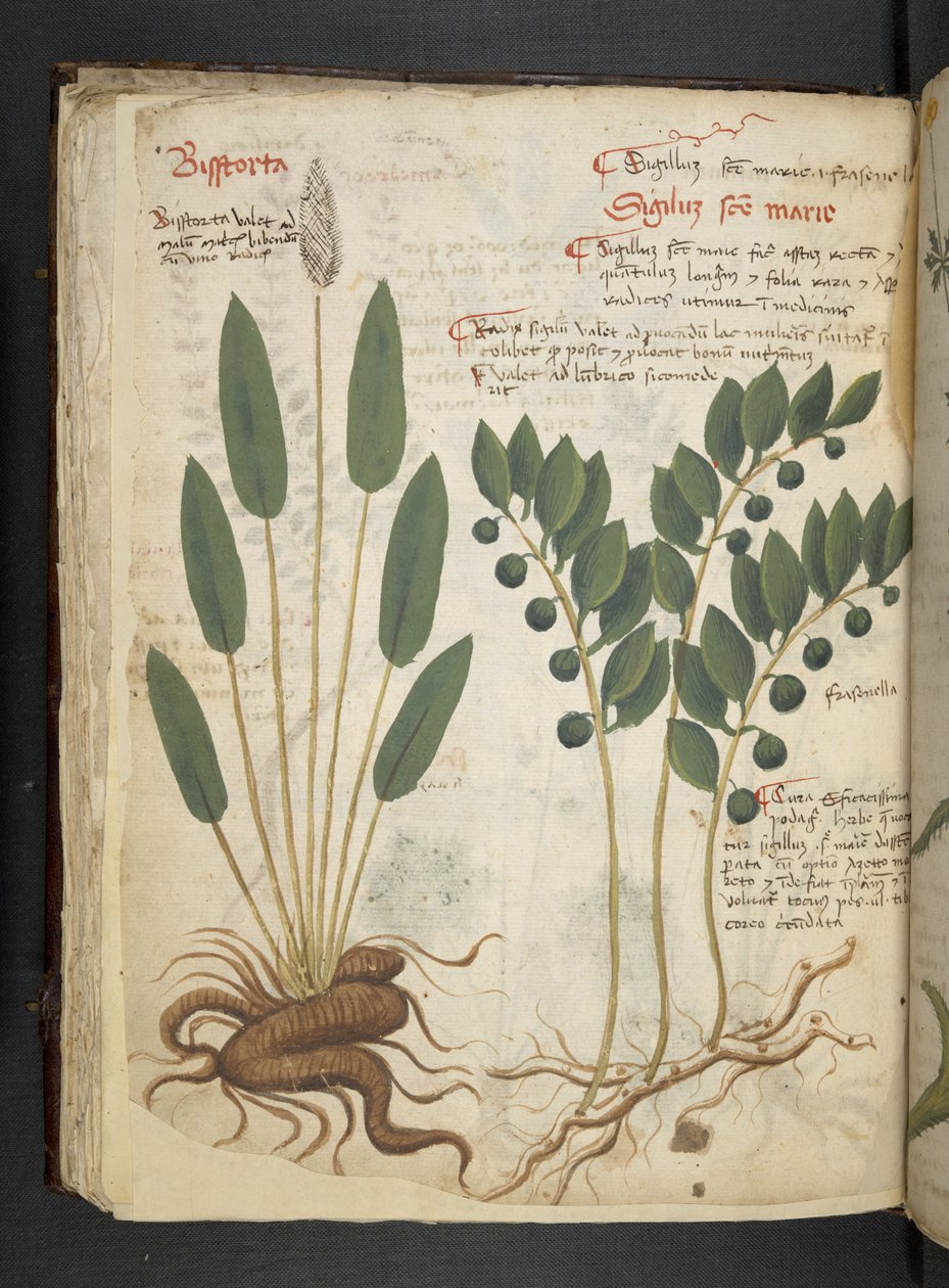 添加 MS 41623 f.42v“草药”，贝卢诺（牛皮纸上的墨水和颜色） 作者 意大利学校