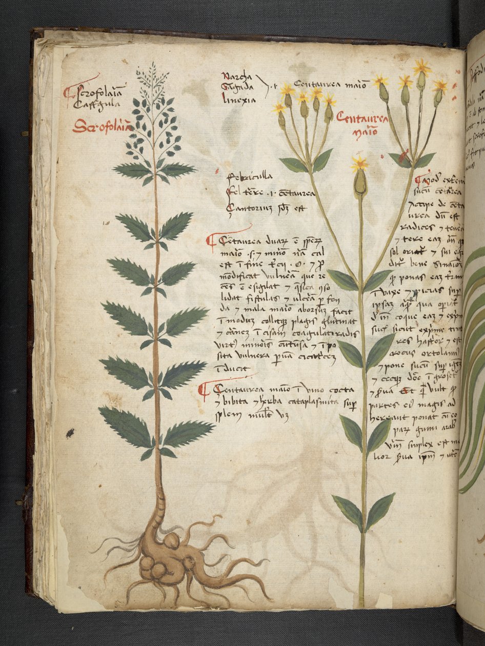 添加 MS 41623 f.48v "A草药"，贝鲁诺（牛皮纸上的墨水和色彩） 作者 意大利学校
