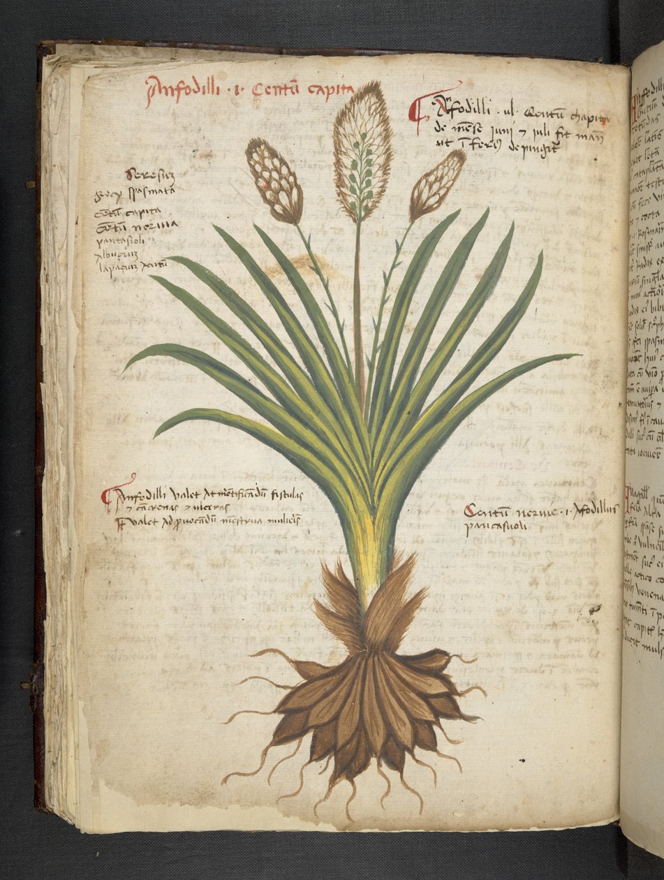 添加 MS 41623 f.50v“草药”，贝卢诺（牛皮纸上的墨水和颜色） 作者 意大利学校