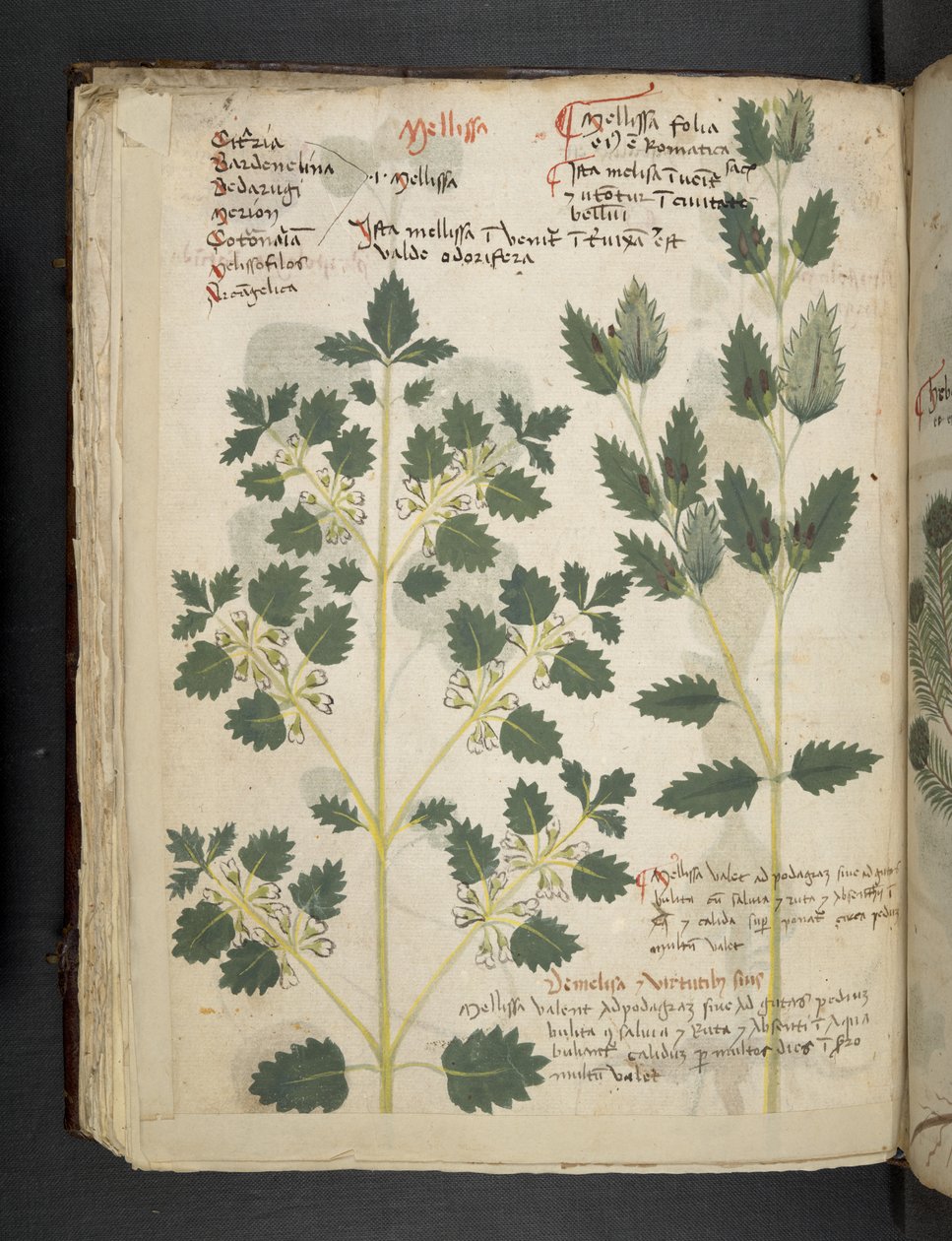 添加 MS 41623 f.52v "一味草药"，贝鲁诺（牛皮纸上的墨水和色彩） 作者 意大利学校