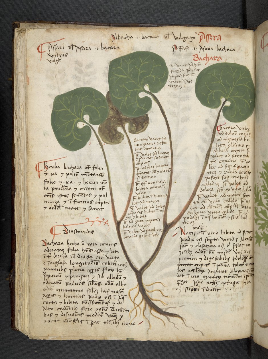 添加 MS 41623 f.60v "一味草药"，贝鲁诺（牛皮纸上的墨水和色彩） 作者 意大利学校