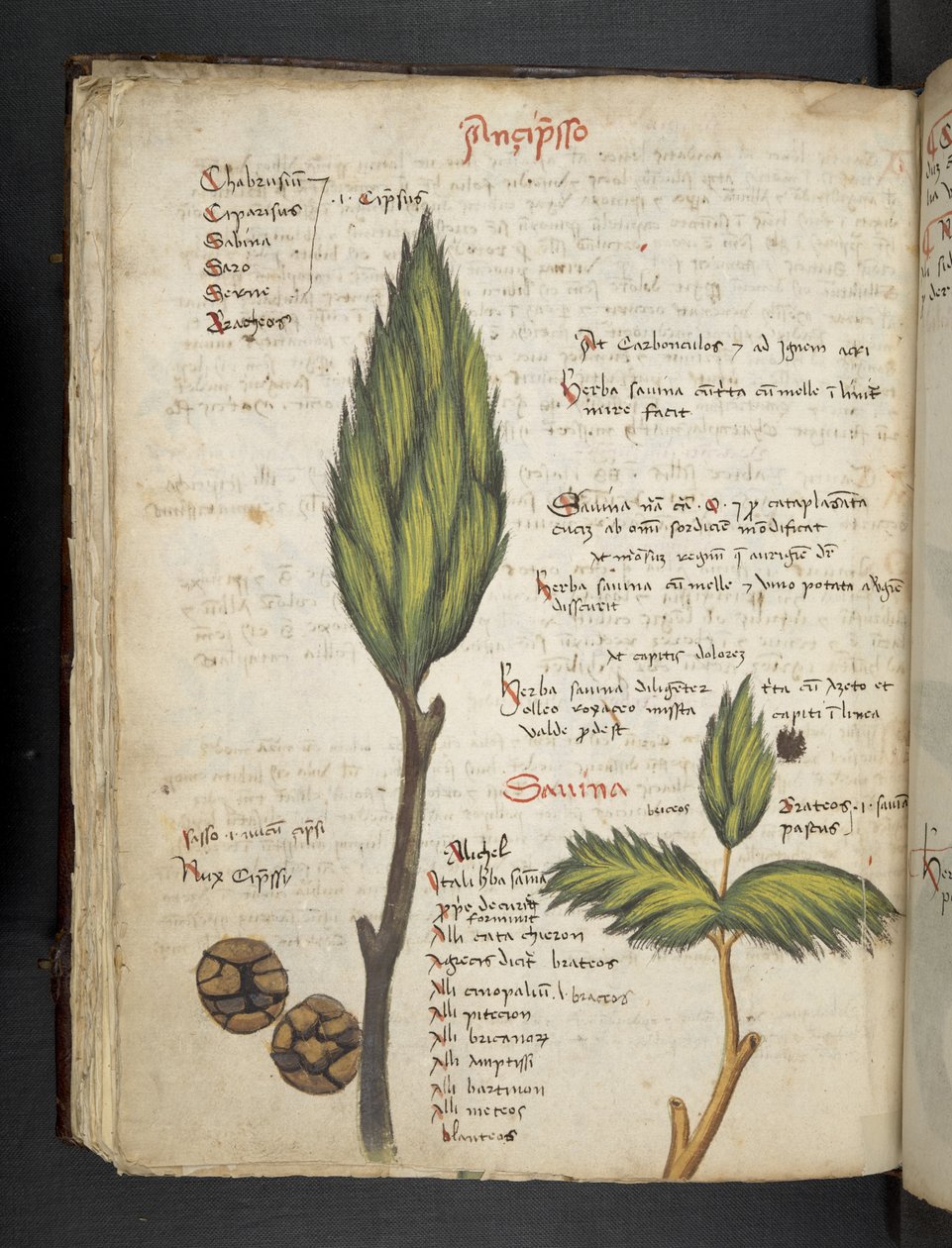 添加 MS 41623 f.62v "一味草药"，贝鲁诺（牛皮纸上的墨水和色彩） 作者 意大利学校