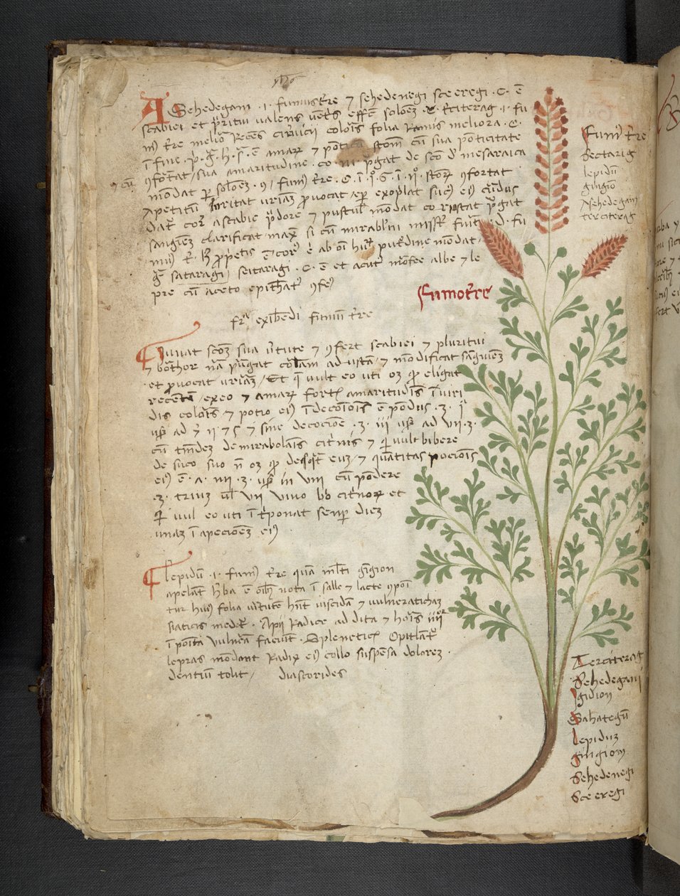 添加 MS 41623 f.65v“草药”，贝卢诺（牛皮纸上的墨水和颜色） 作者 意大利学校