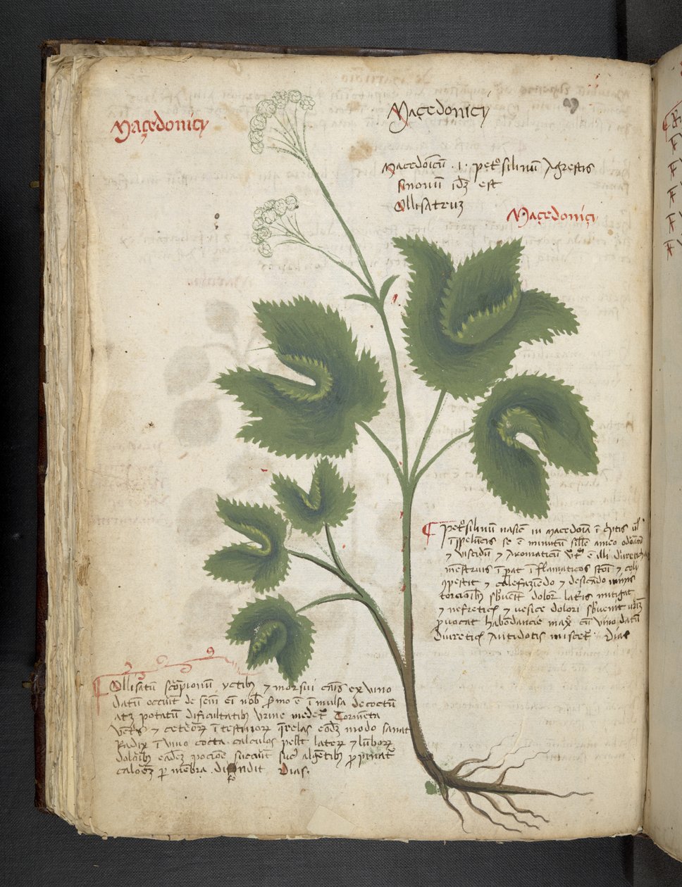 添加 MS 41623 f.67v“草药”，贝卢诺（牛皮纸上的墨水和颜色） 作者 意大利学校