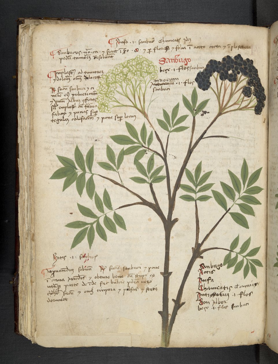 添加 MS 41623 f.72v "一味草药"，贝鲁诺（牛皮纸上的墨水和色彩） 作者 意大利学校