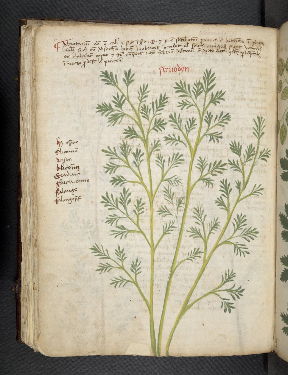 添加 MS 41623 f.74v "一味草药"，贝鲁诺（牛皮纸上的墨水和色彩） 作者 意大利学校