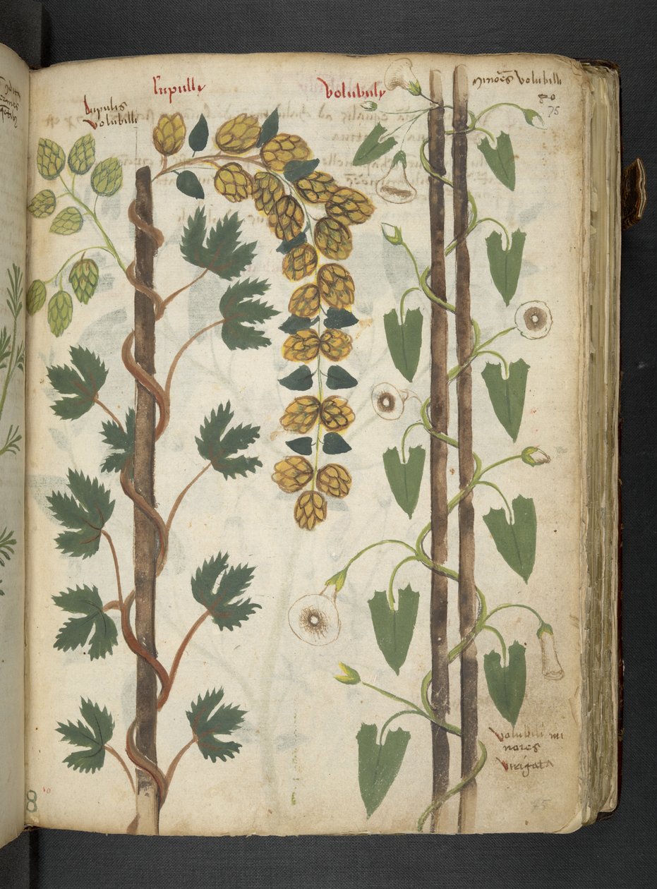 添加 MS 41623 f.75r“草药”，贝卢诺（牛皮纸上的墨水和颜色） 作者 意大利学校