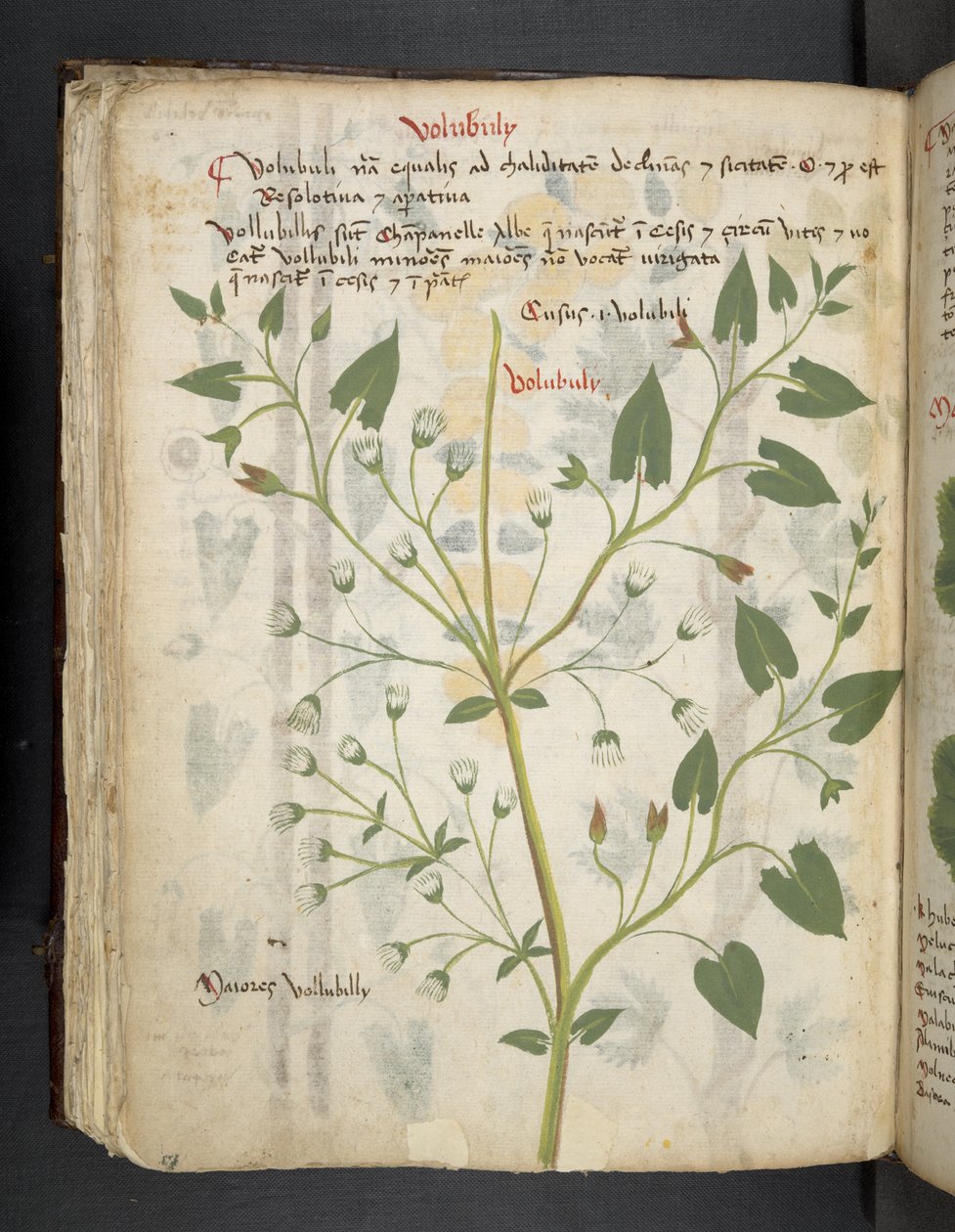 添加 MS 41623 f.75v "一味草药"，贝鲁诺（牛皮纸上的墨水和色彩） 作者 意大利学校
