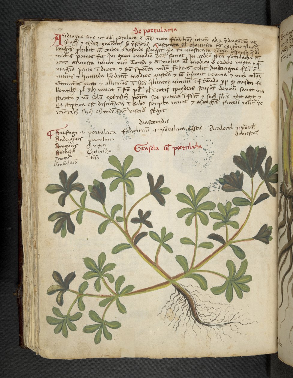 添加 MS 41623 f.81v De Portulaca，选自贝鲁诺的 "A herbal"（牛皮纸上的墨水和彩色）。 作者 意大利学校