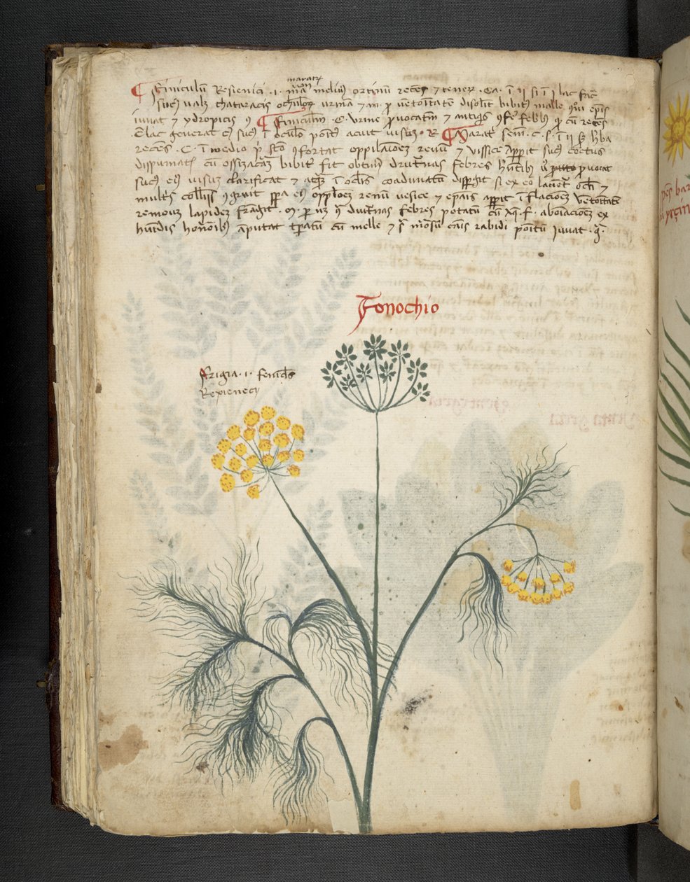 添加 MS 41623 f.84v Fennel，选自贝鲁诺 "A herbal"（牛皮纸上的墨水和色彩） 作者 意大利学校