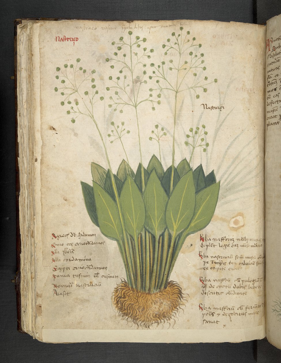 添加 MS 41623 f.85v "一味草药"，贝鲁诺（牛皮纸上的墨水和色彩） 作者 意大利学校