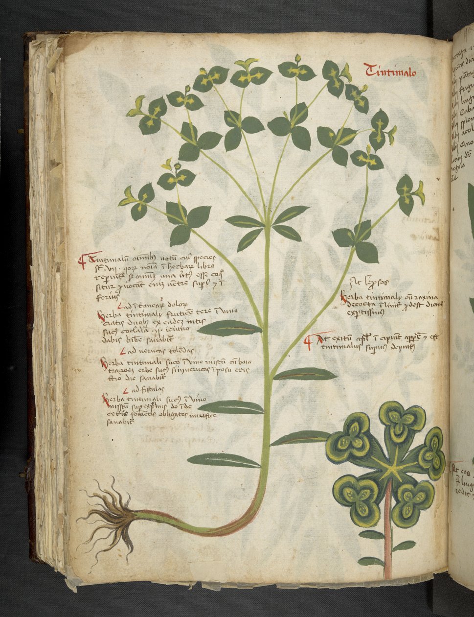 添加 MS 41623 f.94v“草药”，贝卢诺（牛皮纸上的墨水和颜色） 作者 意大利学校