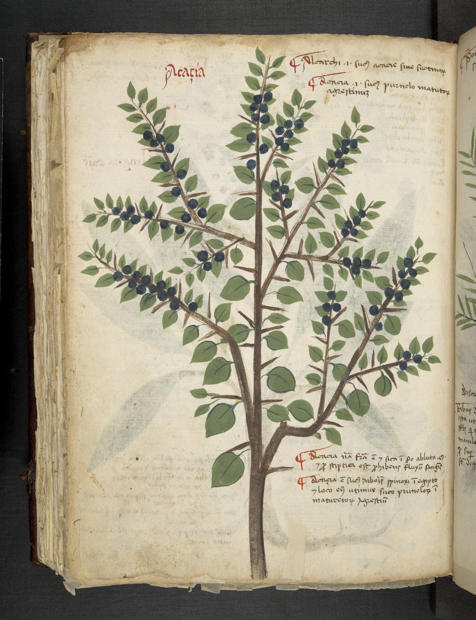 添加 MS 41623 f.95v“草药”，贝卢诺（牛皮纸上的墨水和颜色） 作者 意大利学校
