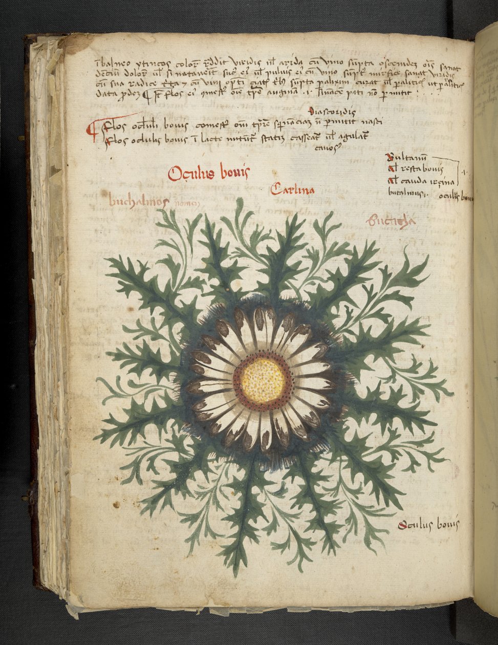 添加 MS 41623 f.97v Carlina，来自贝卢诺的“草药”（牛皮纸上的墨水和颜色） 作者 意大利学校