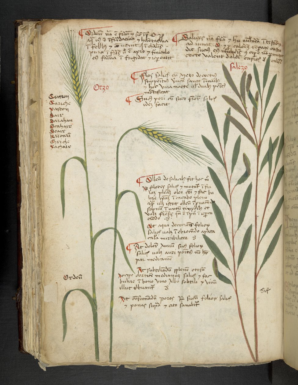 添加 MS 41623 f.98v Orzo，选自贝鲁诺 "A herbal"（牛皮纸上的墨水和色彩） 作者 意大利学校