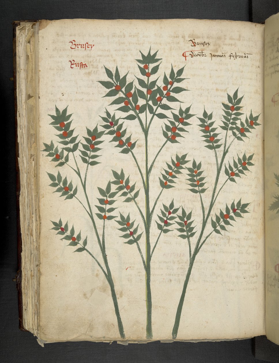 添加 MS 41623 f.99v "一味草药"，贝鲁诺（牛皮纸上的墨水和色彩） 作者 意大利学校