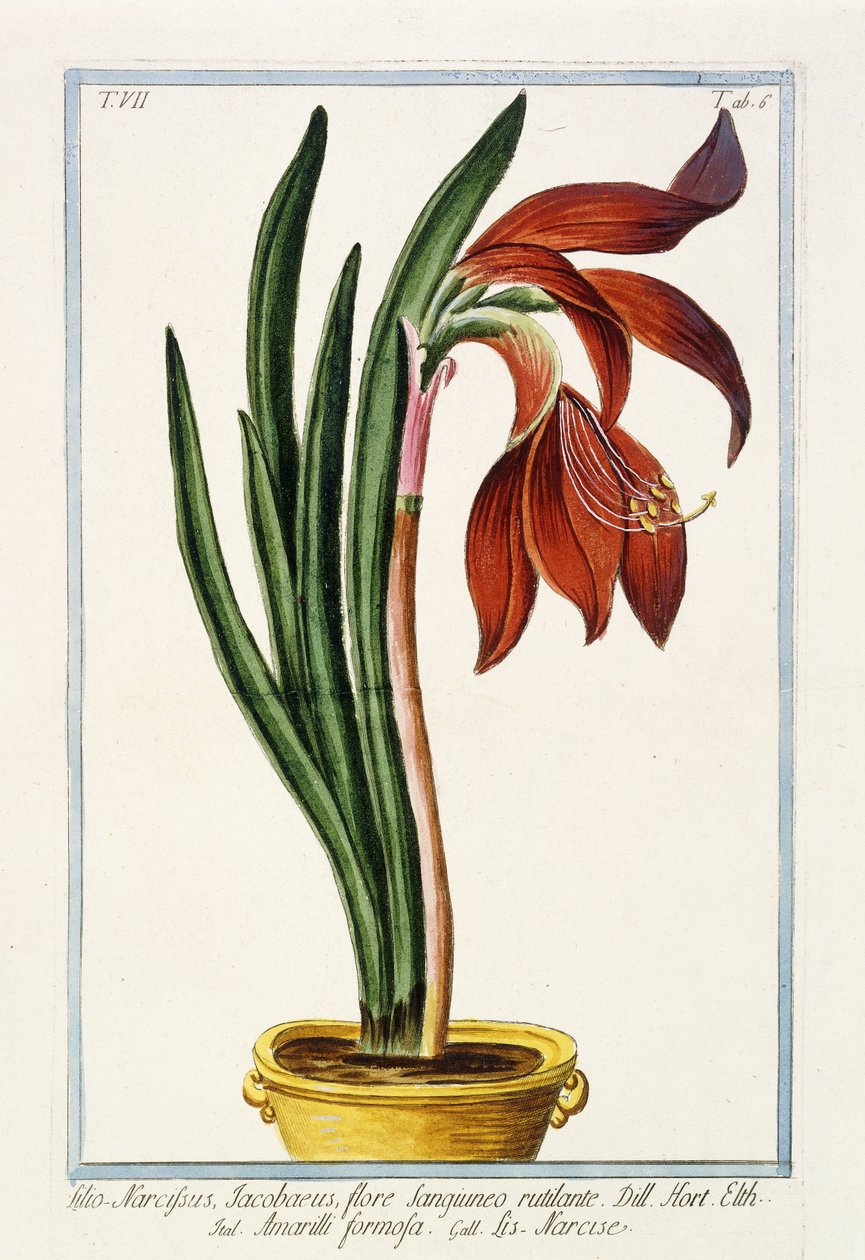 阿玛丽利斯福尔摩沙（Amaryllis Formosa），1772-1784年 作者 意大利学校