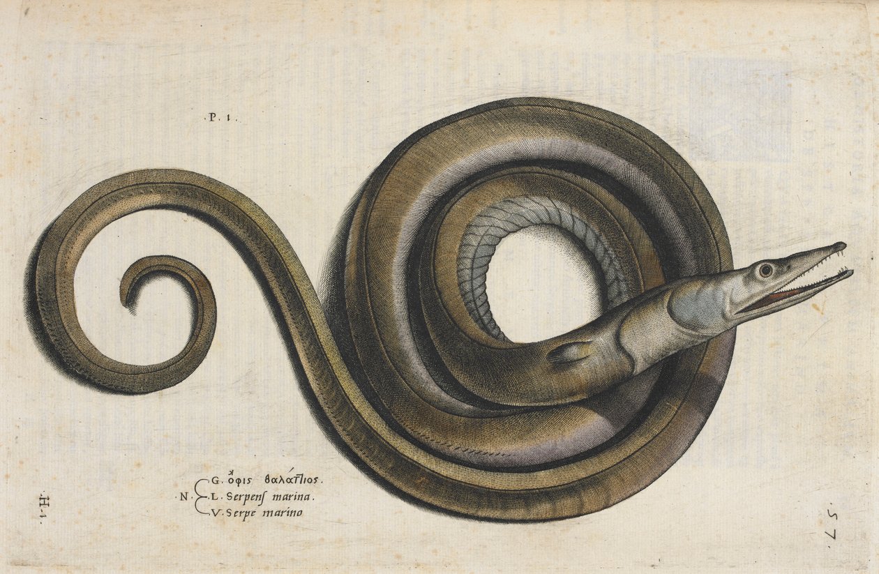 鳗鱼，插图选自 Ippolito Salviani 的《Aquatilium Animalium Historiæ liber primus》。 作者 意大利学校