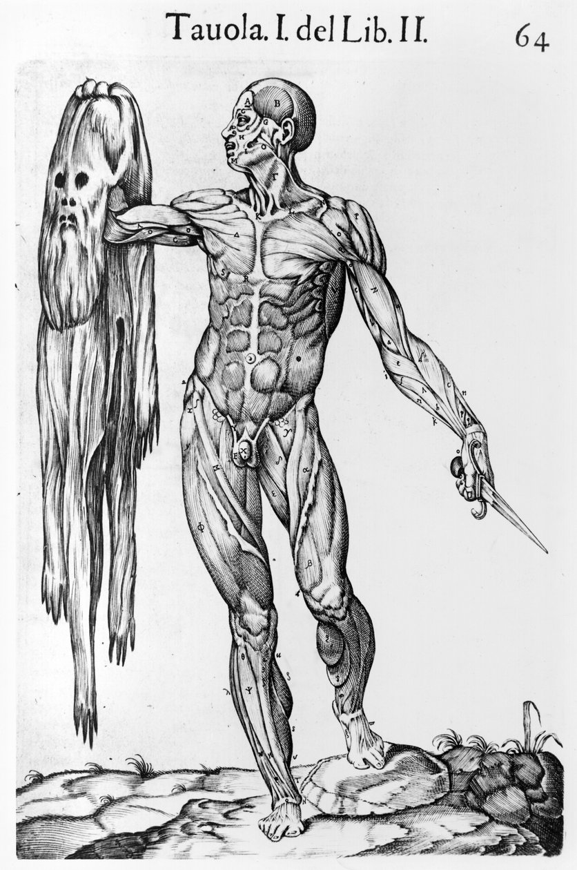 解剖学研究，板64，来自Anatomia del corpo humano的插图作者Juan de Valverde（c.1525-c.1587）罗马，1560 作者 意大利学校