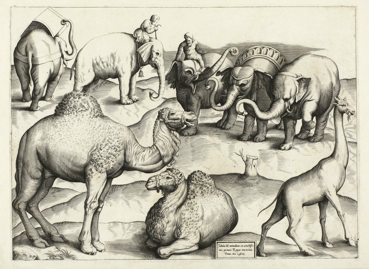 来自古罗马的动物绘画，表，3，酒吧。 Antonio Lafrere 1528 作者 意大利学校