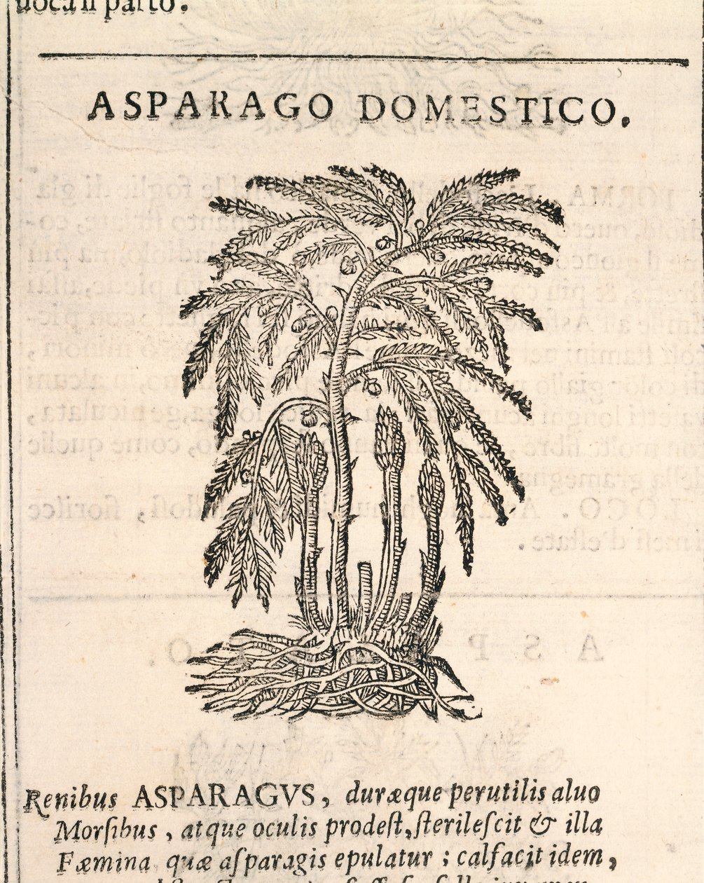 芦笋（Asparagus officinalis），Castore Durante的雕刻作品 作者 意大利学校