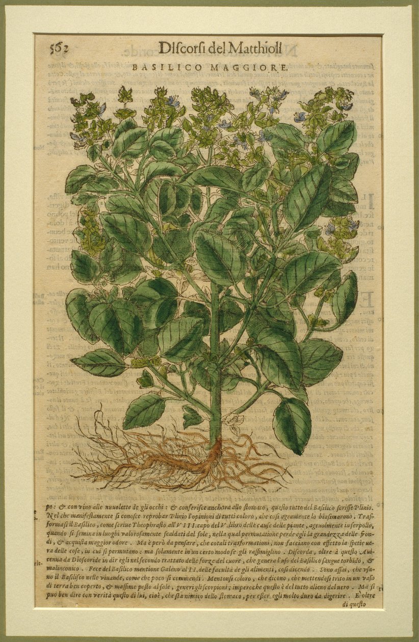 罗勒，来自Discorsi的植物板，由Pietro Andrea Mattioli（1501-77）在威尼斯出版，1570年 作者 意大利学校