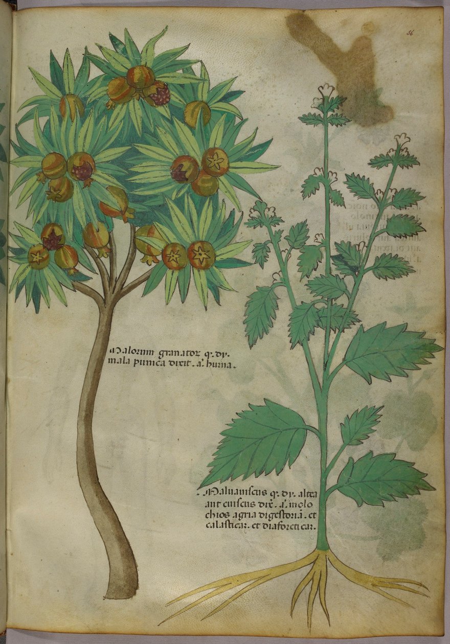 植物插图（纸本水墨设色） 作者 意大利学校